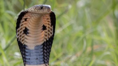 South African pilot makes emergency landing after finding cobra under seat
