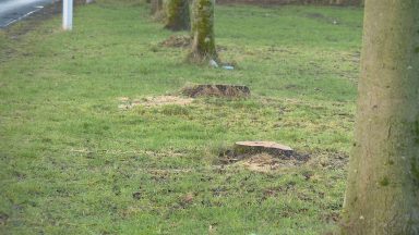 Dundee to face significant bill for tackling ash dieback