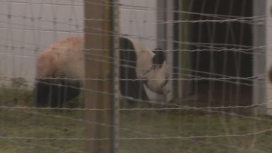 Giant pandas Tian Tian and Yang Guang return to China