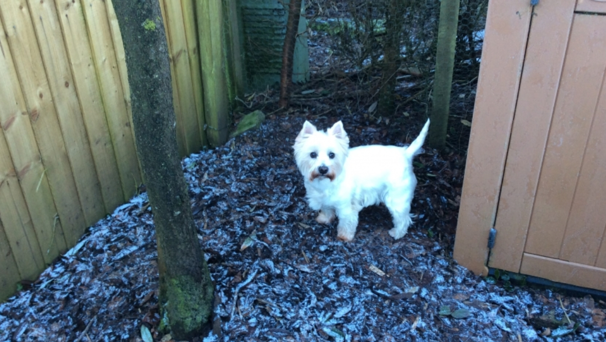 West Highland terrier Abbi has been returned home but still requires medication.
