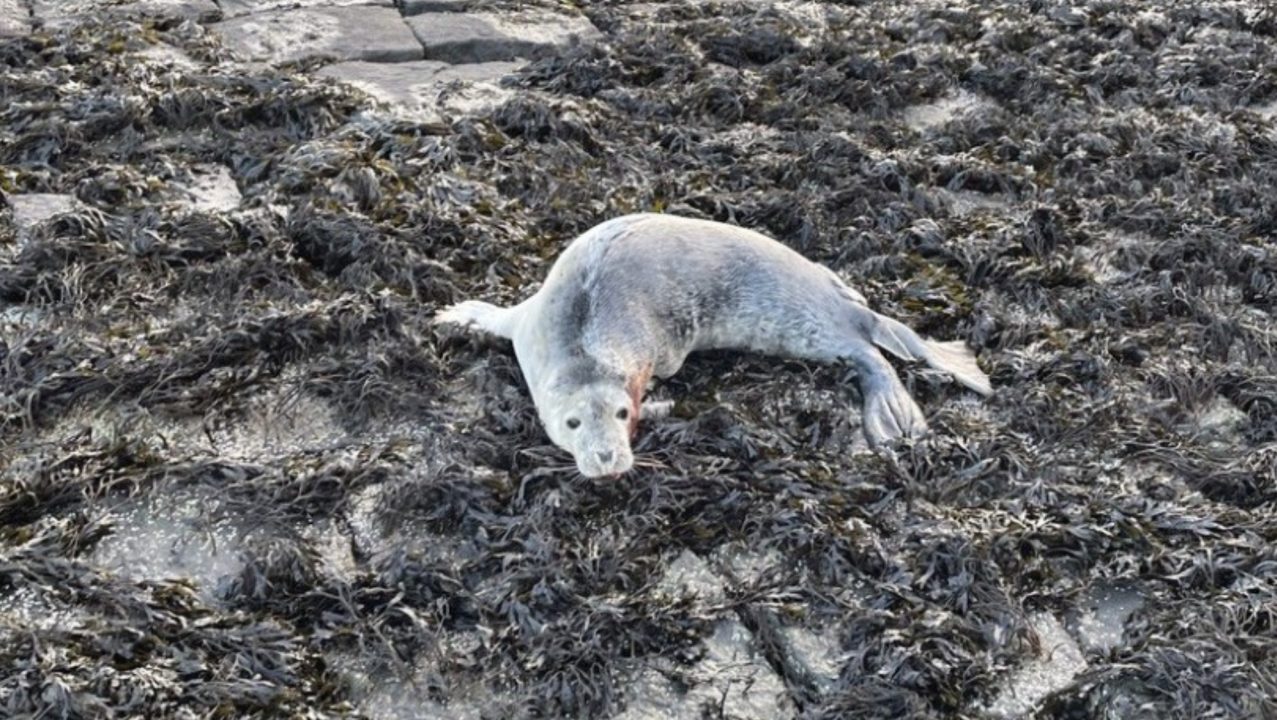 Baby seal euthanised after ‘severe dog bite injury’ at Newhaven Harbour in Edinburgh