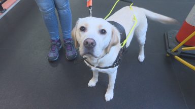 Forfar guide dog charity looking for weekend fosterers