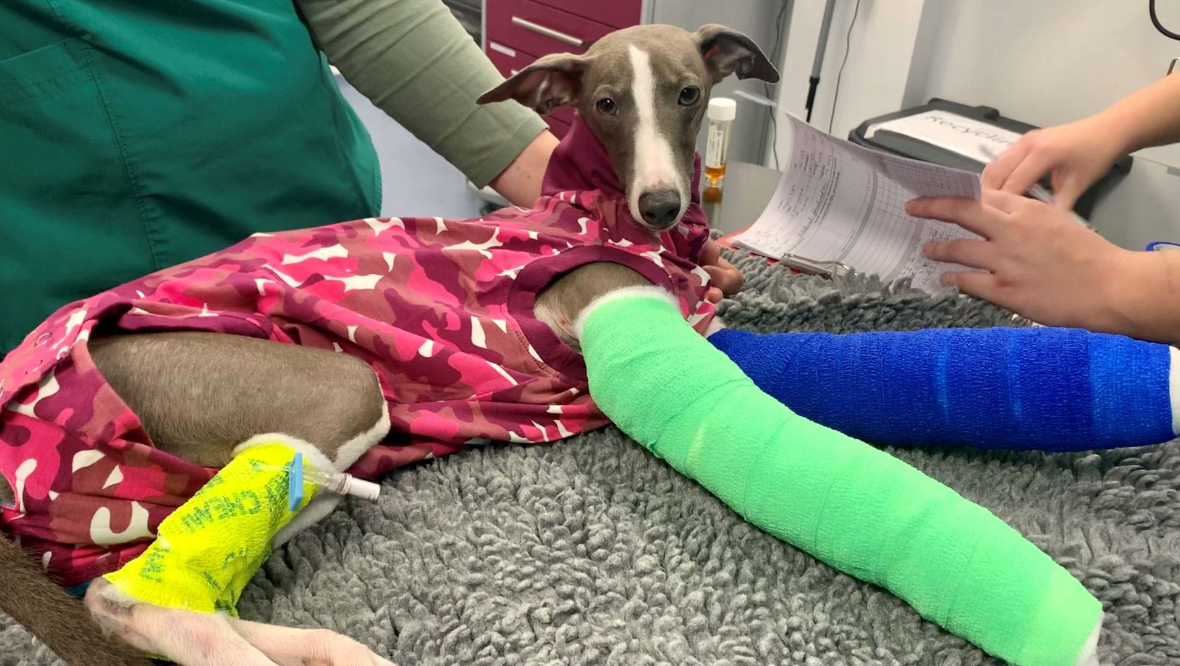 Greyhound puppy left with broken legs after spotting owner and jumping from second storey flat window