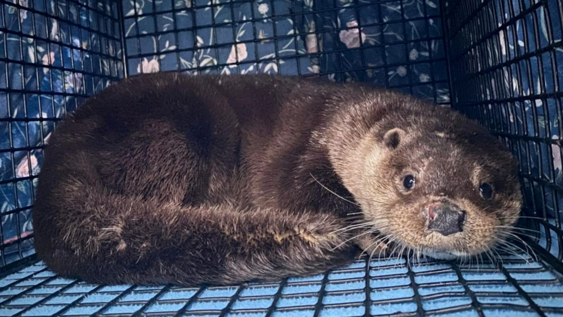 After a few weeks his face healed, he gained weight and became strong and fit enough to survive in the wild.