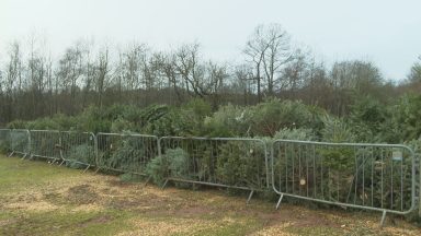 Recycling plans for real Christmas trees help lower carbon footprint