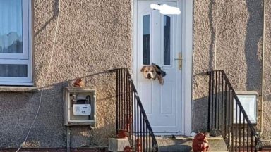 Dog goes viral after ripping off letterbox and chewing through door in Kelty, Fife