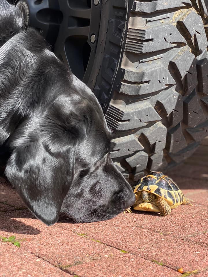 Blaze the labrador and Zero the tortoise.