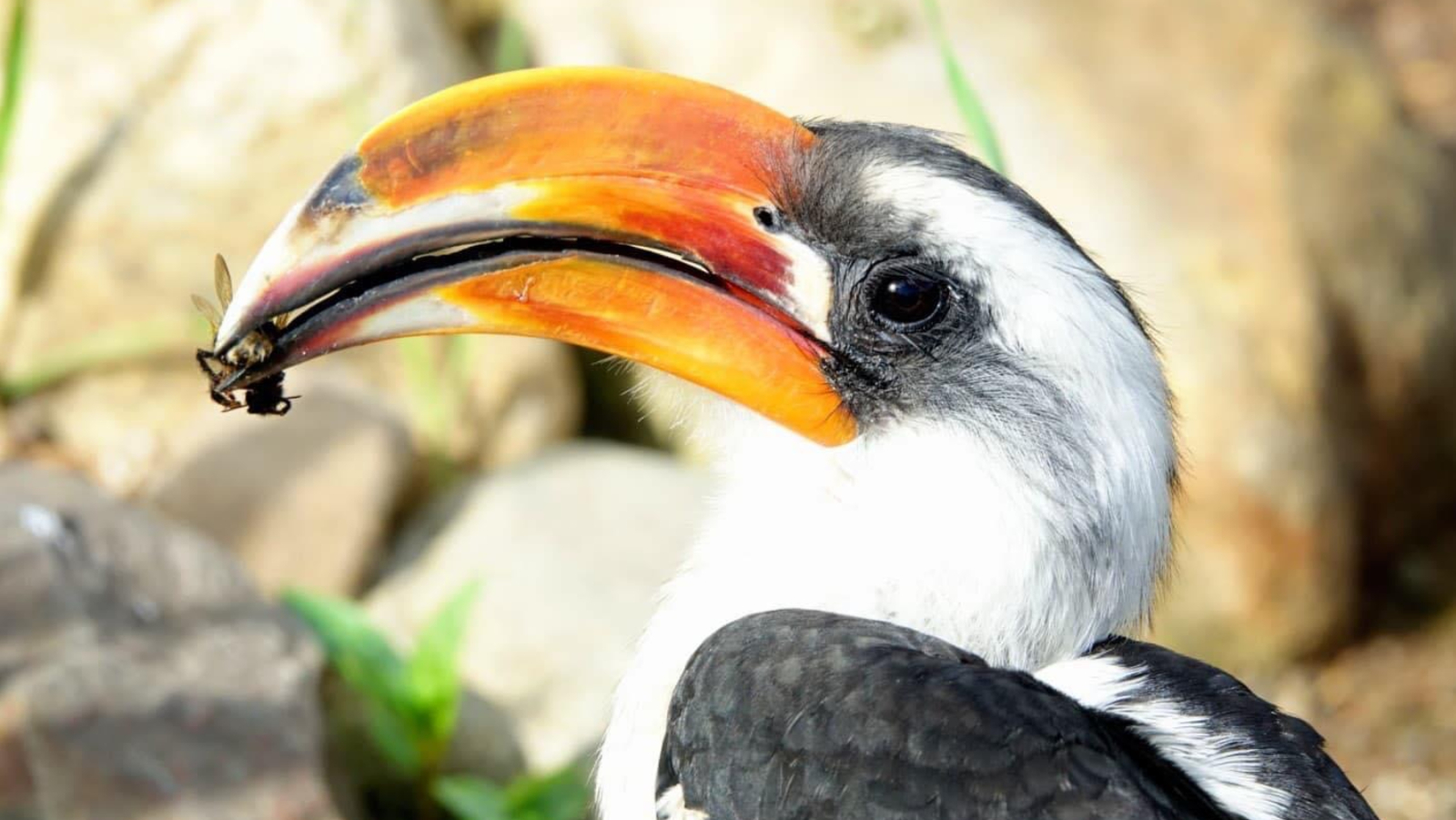 A European-wide search is on to find Zazu a mate.