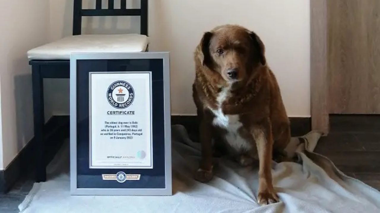 Portuguese dog Bobi named oldest dog ever by Guinness World Records, breaking near-century old record