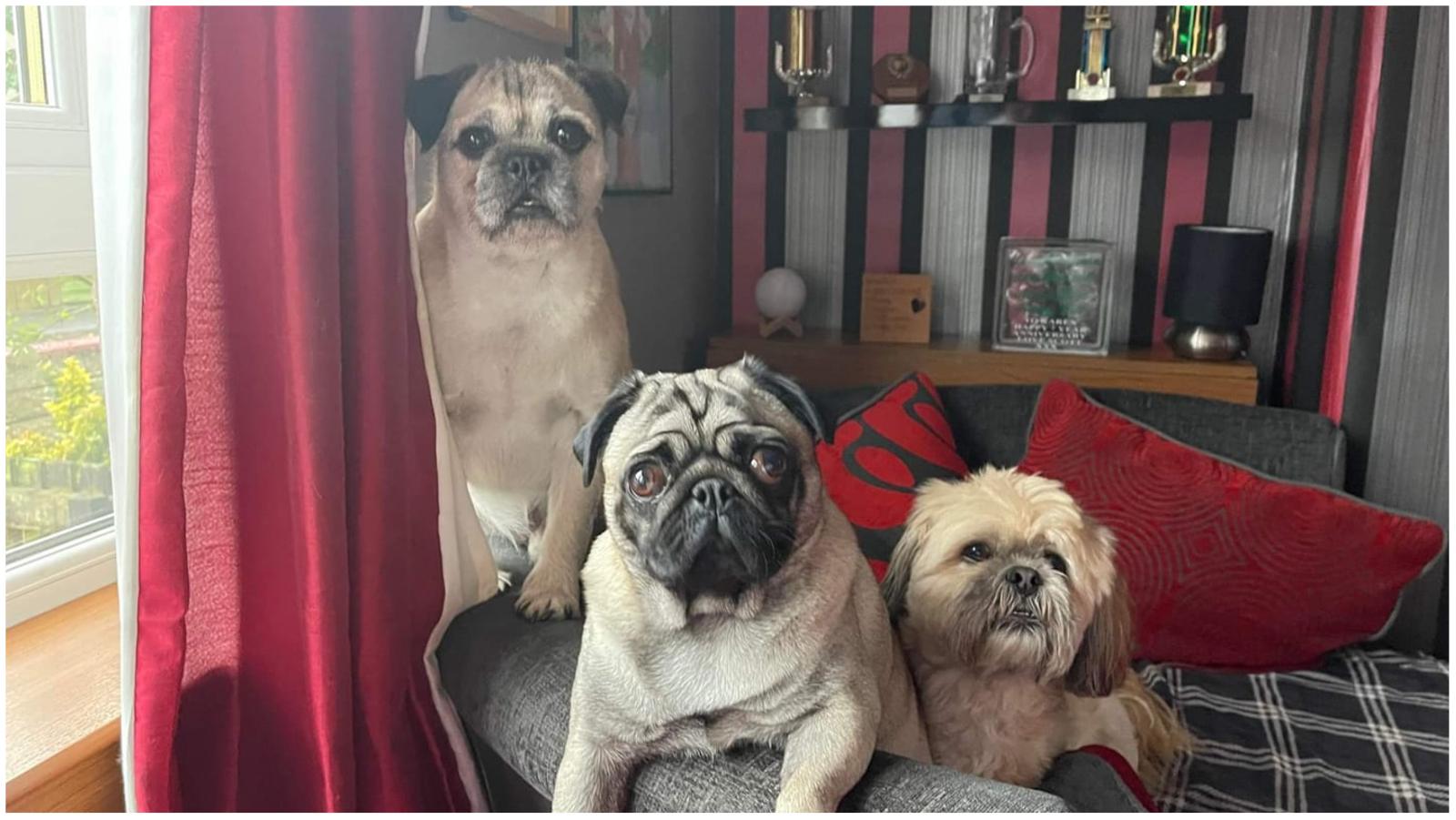 Karen Skinner sent this image of her 'three fur babies'.