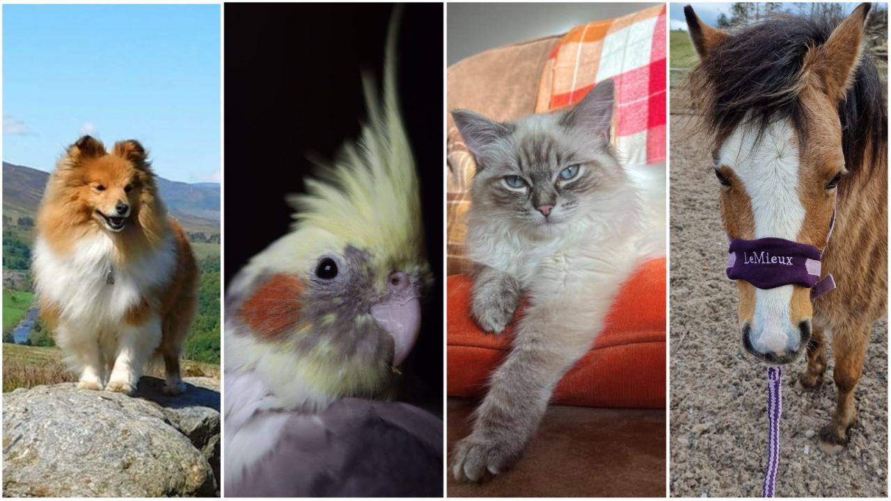 Scots share their pictures for National Love Your Pet Day