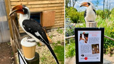 Unlucky-in-love endangered bird set to spend another Valentine’s Day alone at Fife Zoo