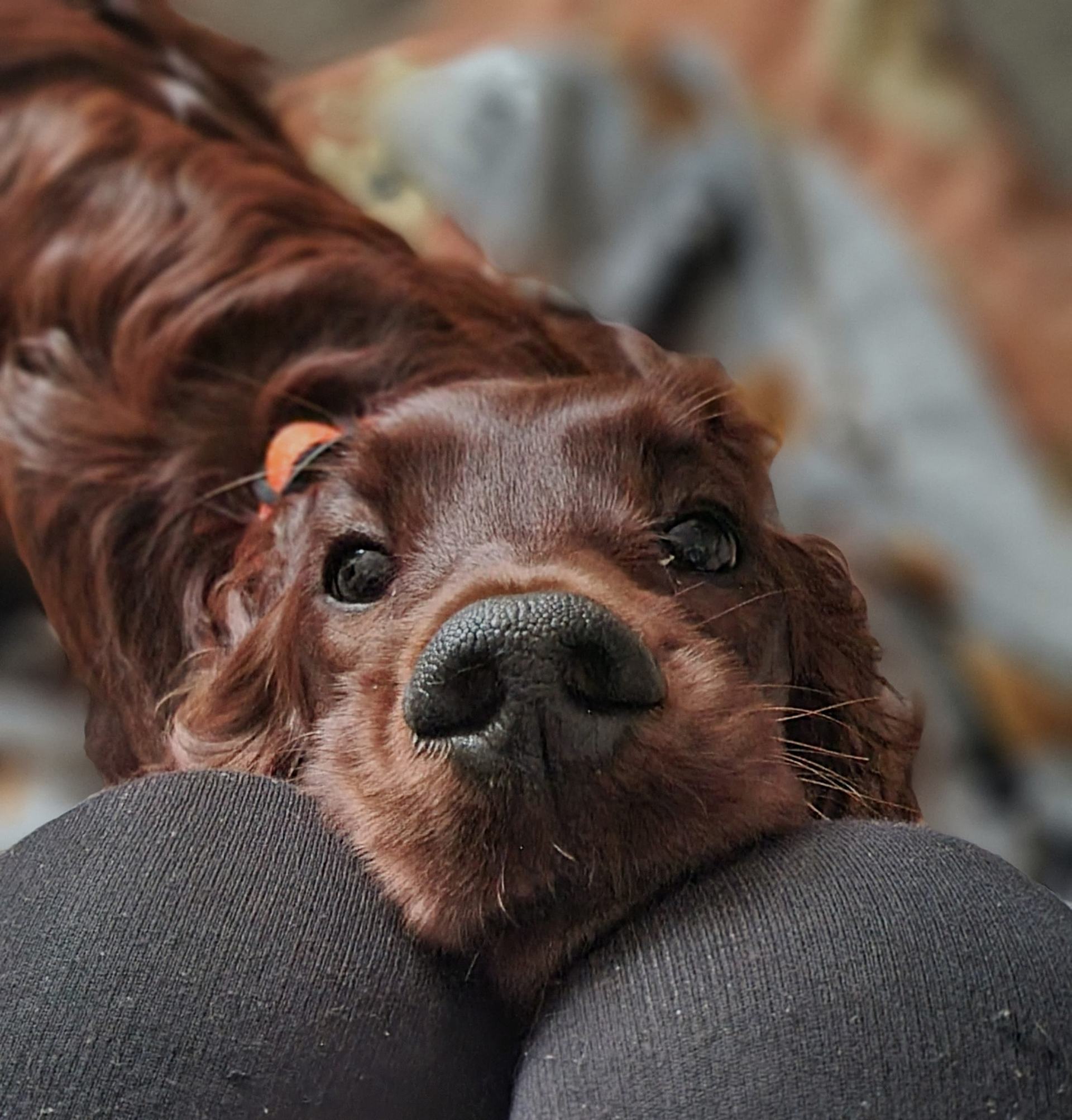 Ember, an Irish setter turning one-year-old on Friday.