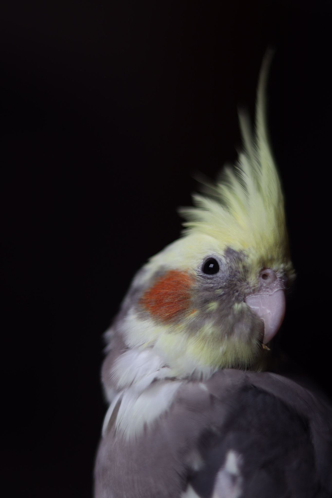 The cockatiel is Ozzy 