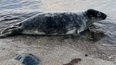 Scottish SPCA plea for people to stop posing for selfies with seals on Aberdeenshire beach