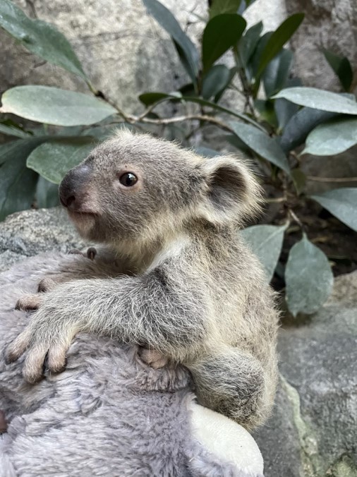 Kalari's koala joey