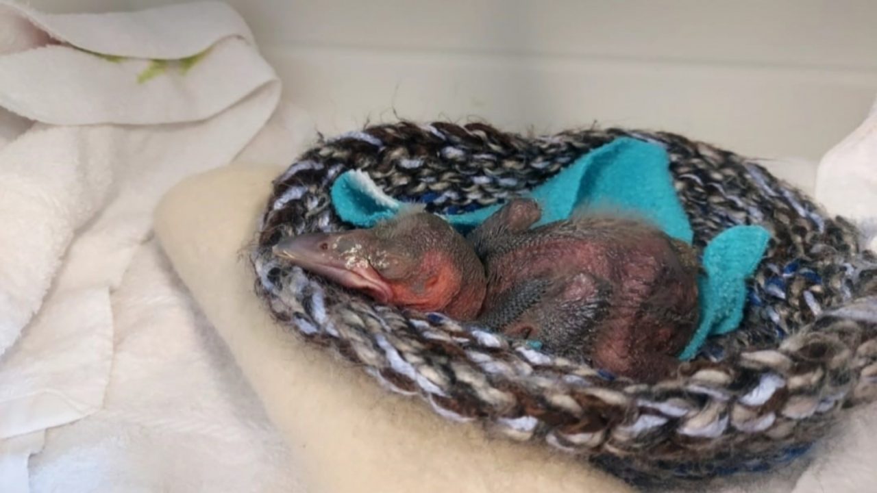 Tiny five-day-old orphan crow rescued and named Jug in Alloa