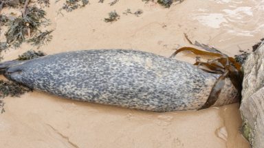 Bird flu ‘confirmed’ in Scottish seals after carcasses discovered