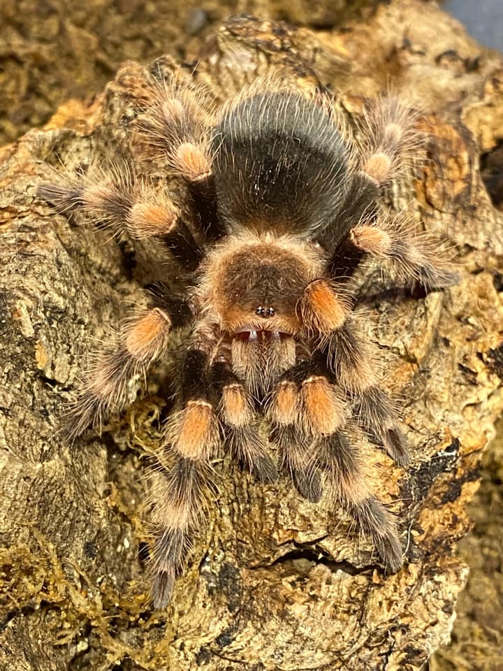 Angela Barnett shared a picture of one of her 15 tarantulas.