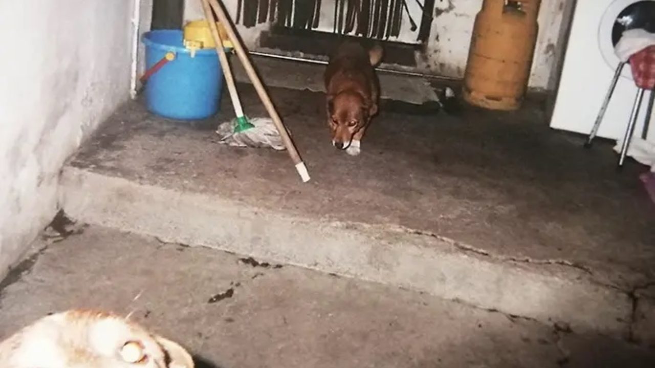 Portuguese dog Bobi named oldest dog ever by Guinness World Records