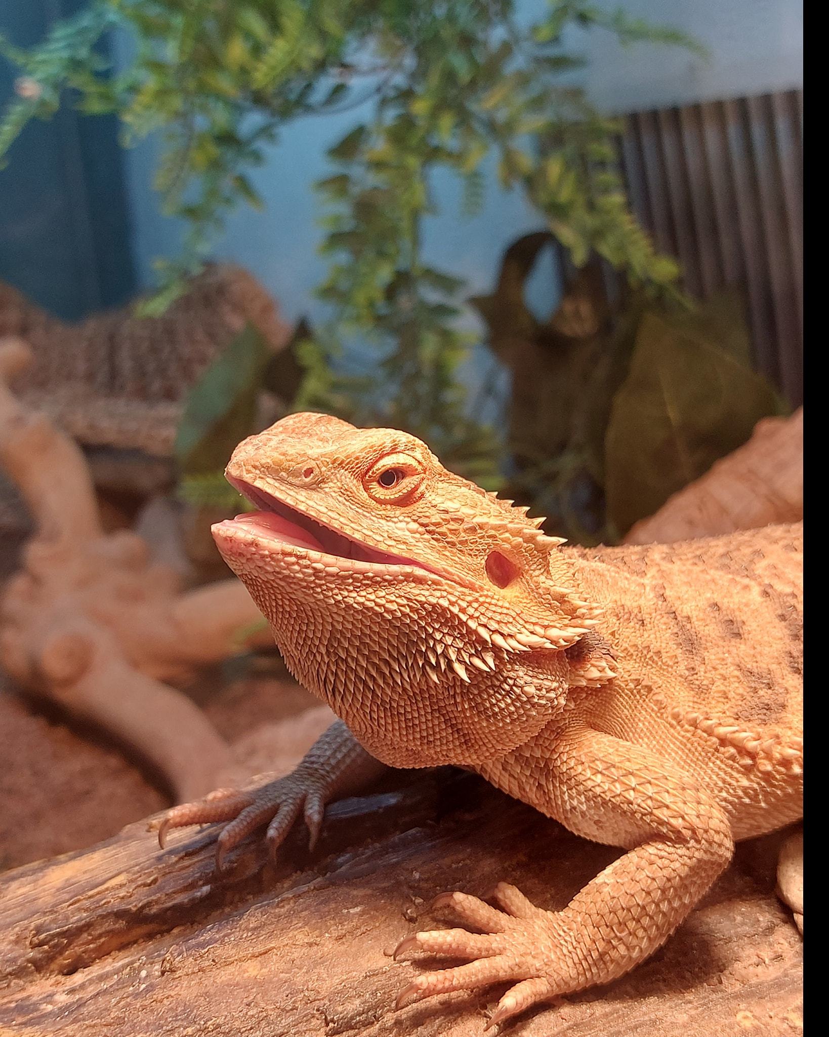 Bertie the Bearded Dragon.