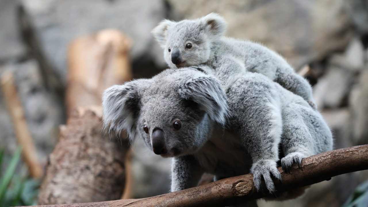First pictures of endangered koala joeys born at Edinburgh Zoo in Scotland