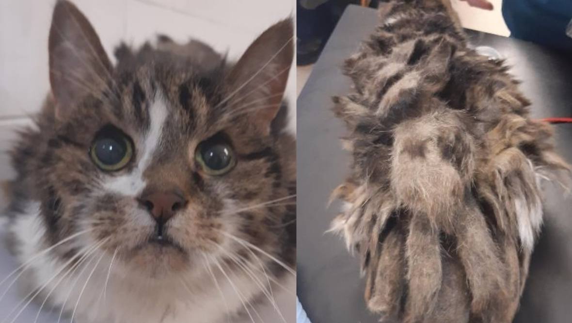 ‘Severely matted’ cat put to sleep after being found in flat close on Argyle Street, Glasgow