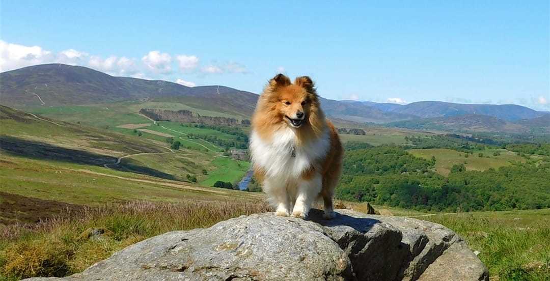 Shetland sheepdog Charlie, taken at his 'happy place' at Glen Esk in Angus,