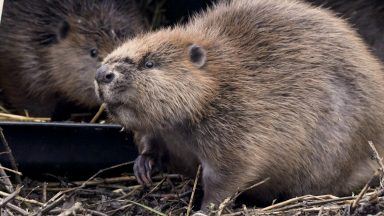 Two beaver kits moved to Loch Lomond from Tayside killed in ‘otter attack’, RSPB confirm