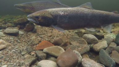 Government plan released to help dwindling salmon stock