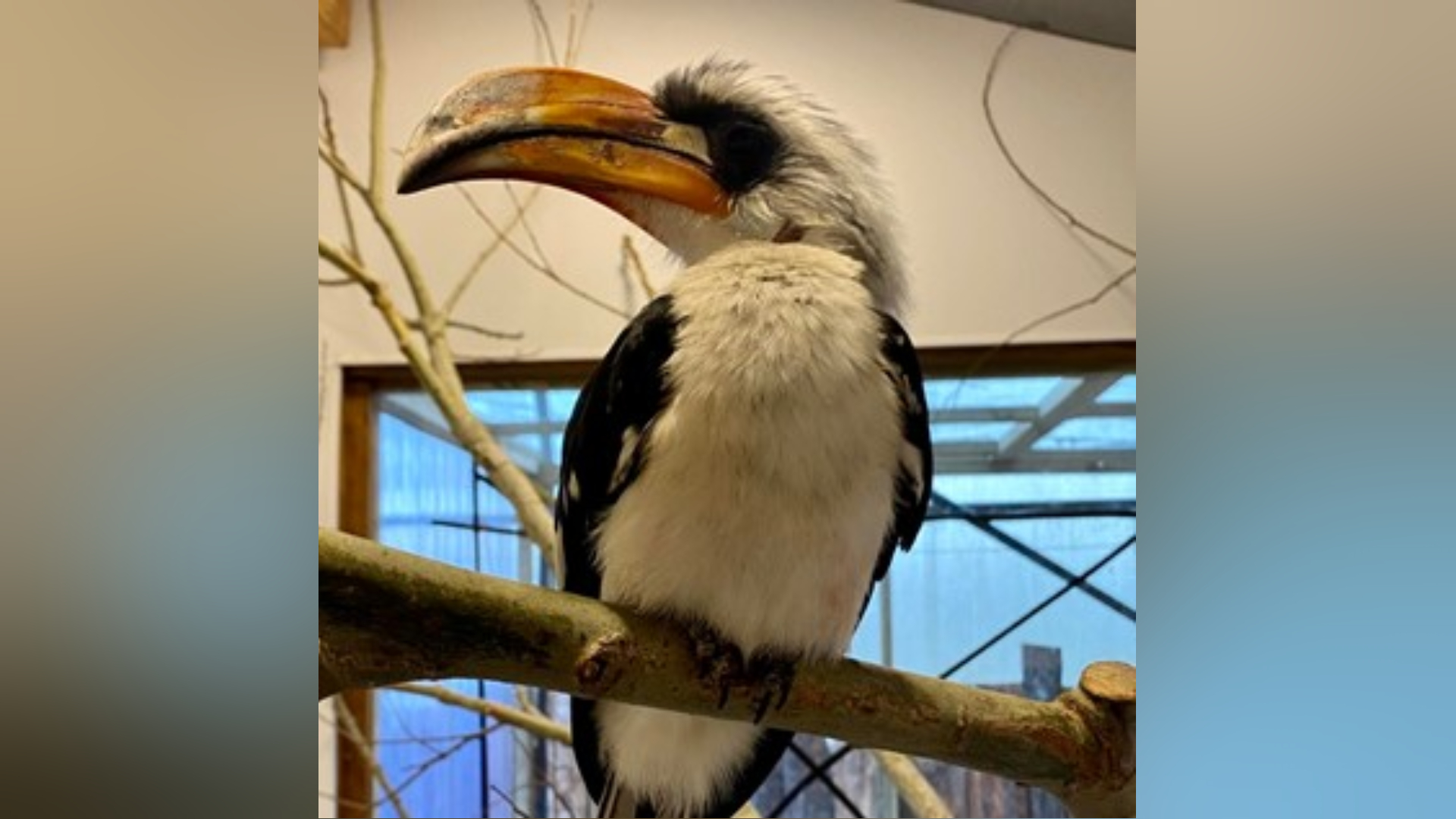 Zazu arrived at Fife Zoo last year..