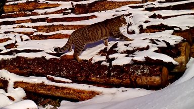 Rare and elusive wildcat kittens caught on camera near Angus Glens by Forestry & Land Scotland