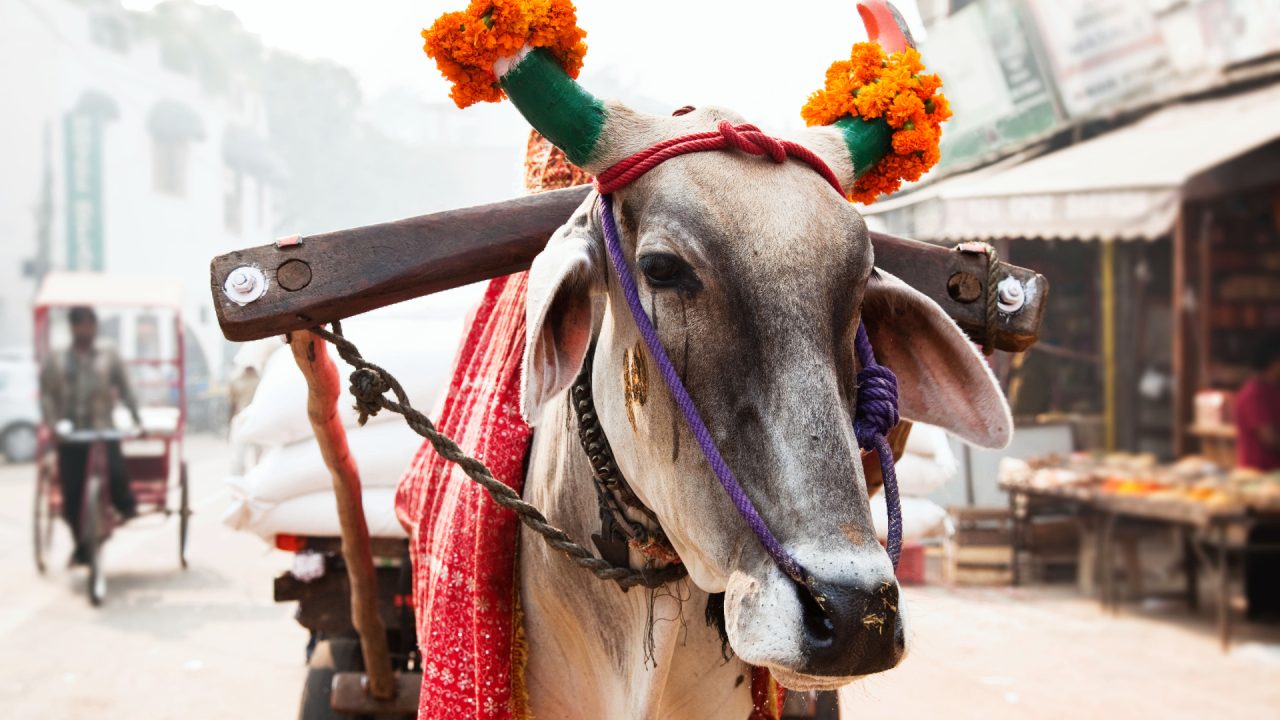 Indian government withdraws appeal to hug cows on Valentine’s Day