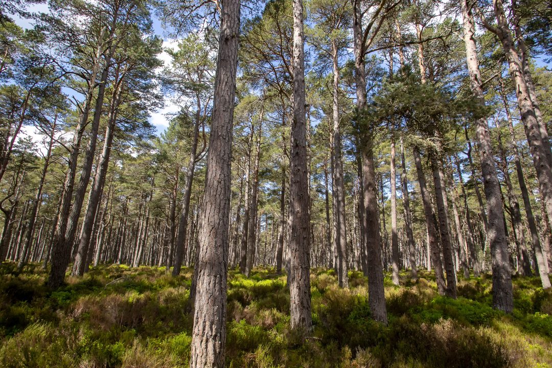 Centuries-old Scots pine tree in Glen Loyne saved as part of Highlands rewilding project
