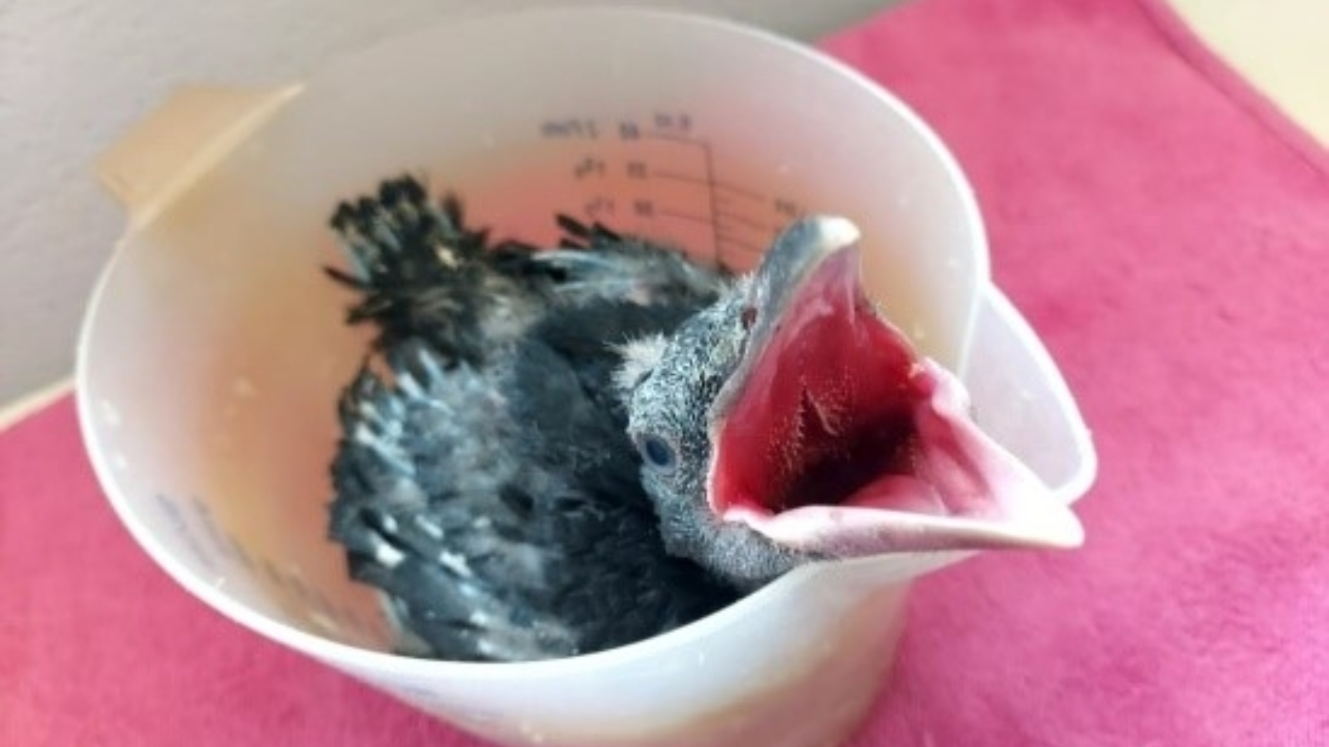 He was placed in a jug to prevent his legs from splaying.