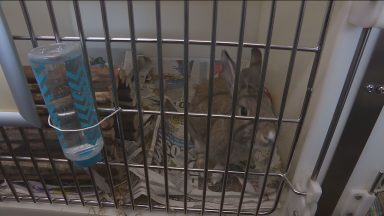 Scottish SPCA sees over 4,000 calls to helpline in past year