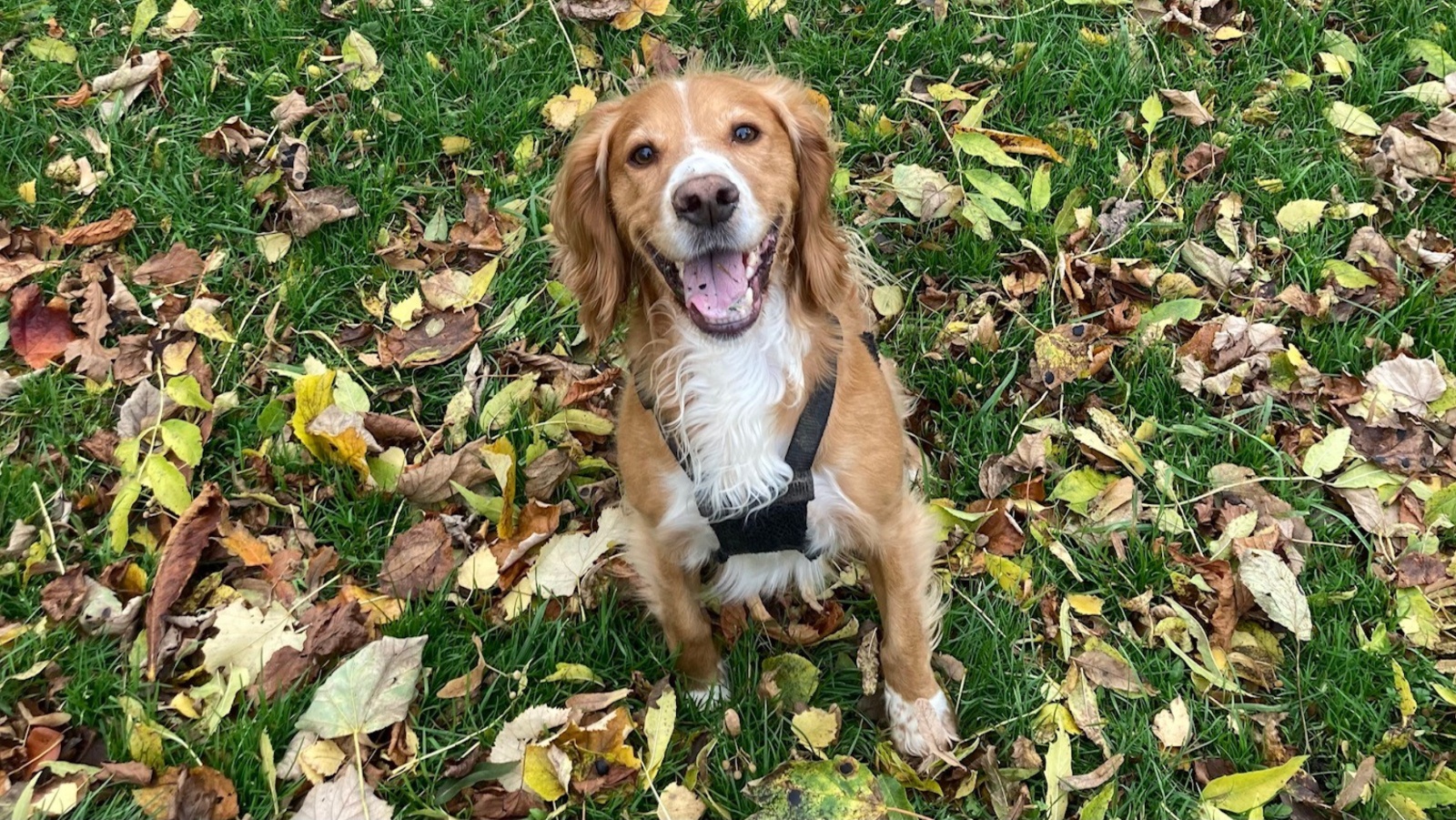 Charlie, the Working Cocker Spaniel, aged five.