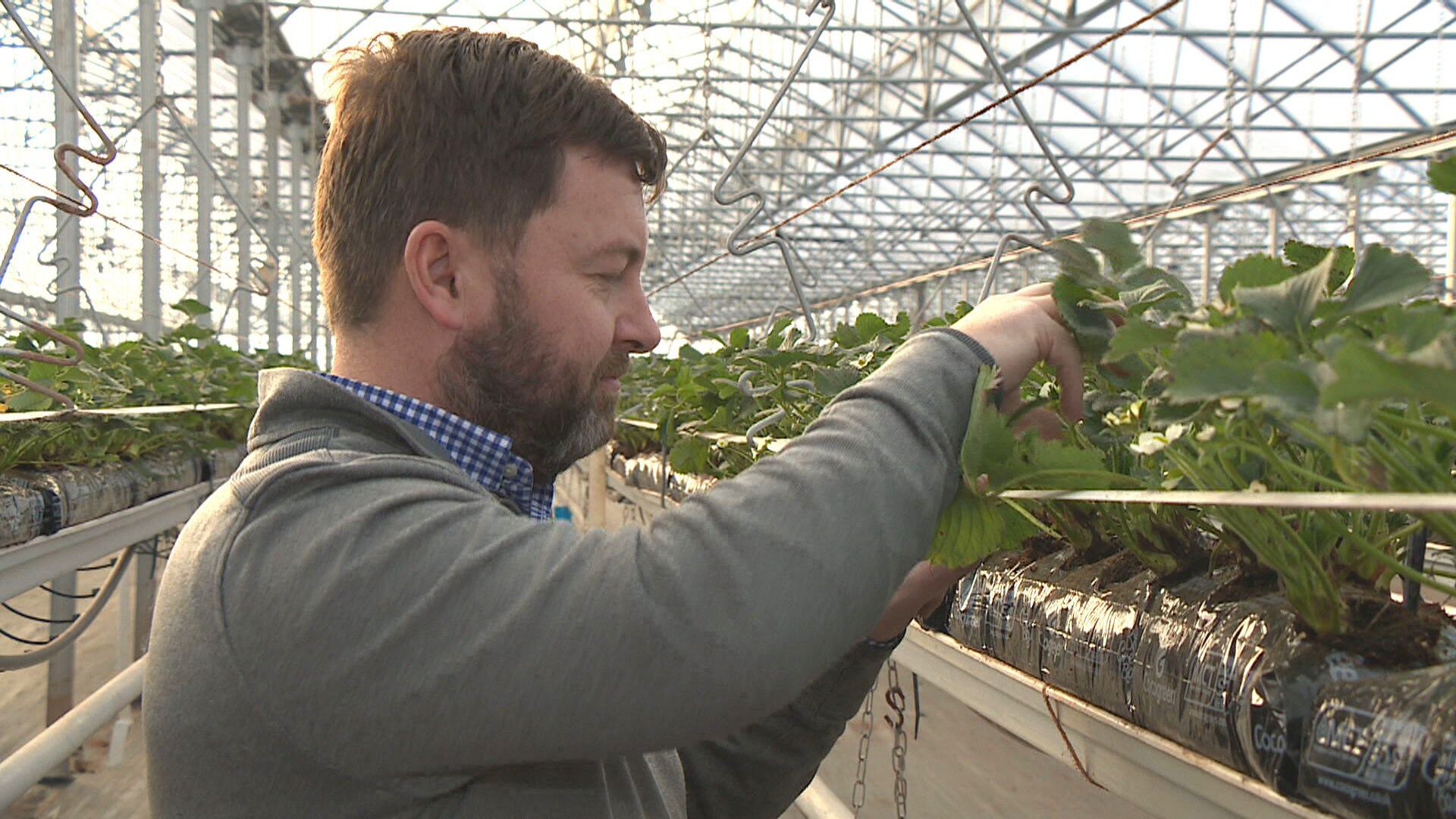 Ross Mitchell owners one of Scotland's biggest soft-fruit farms.