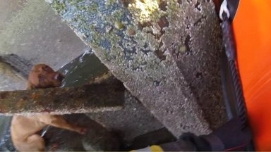 Watch rescue of frightened Labrador stuck on rock after fall from Granton sea wall in East Lothian