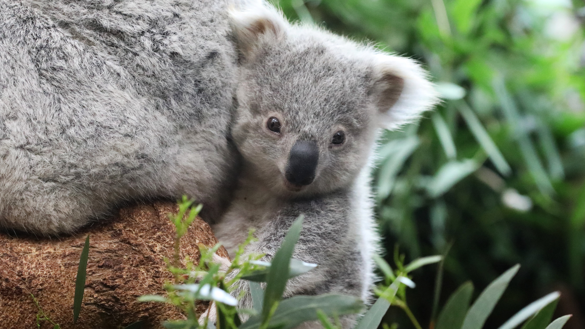 Birth of Australian zoo's 100th koala joey sparks hope for survival of  iconic species