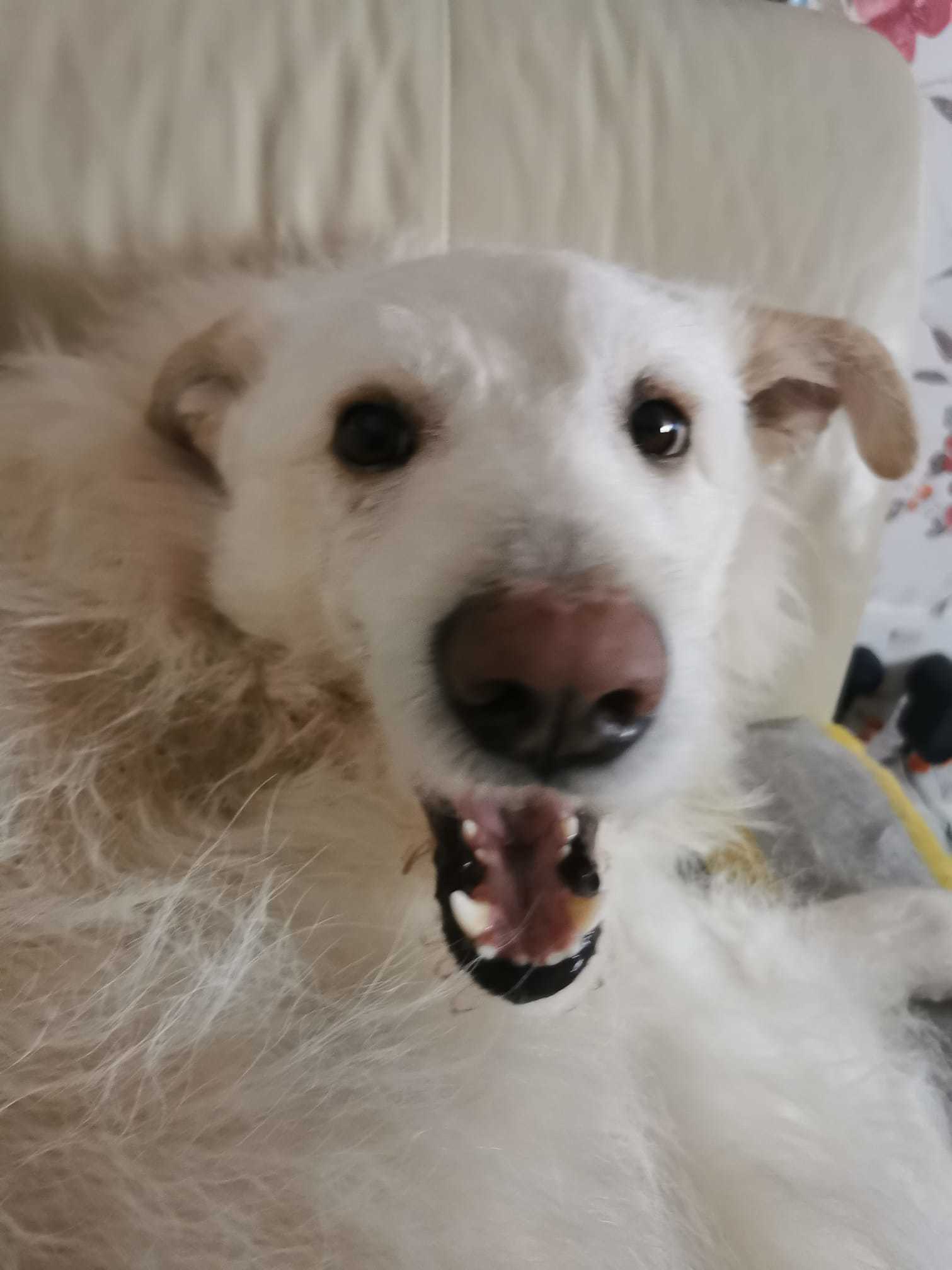 Sprocket, a Romanian rescue dog.