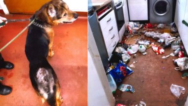 Man fined after dog left locked in Fife kitchen with faeces and mouldy food