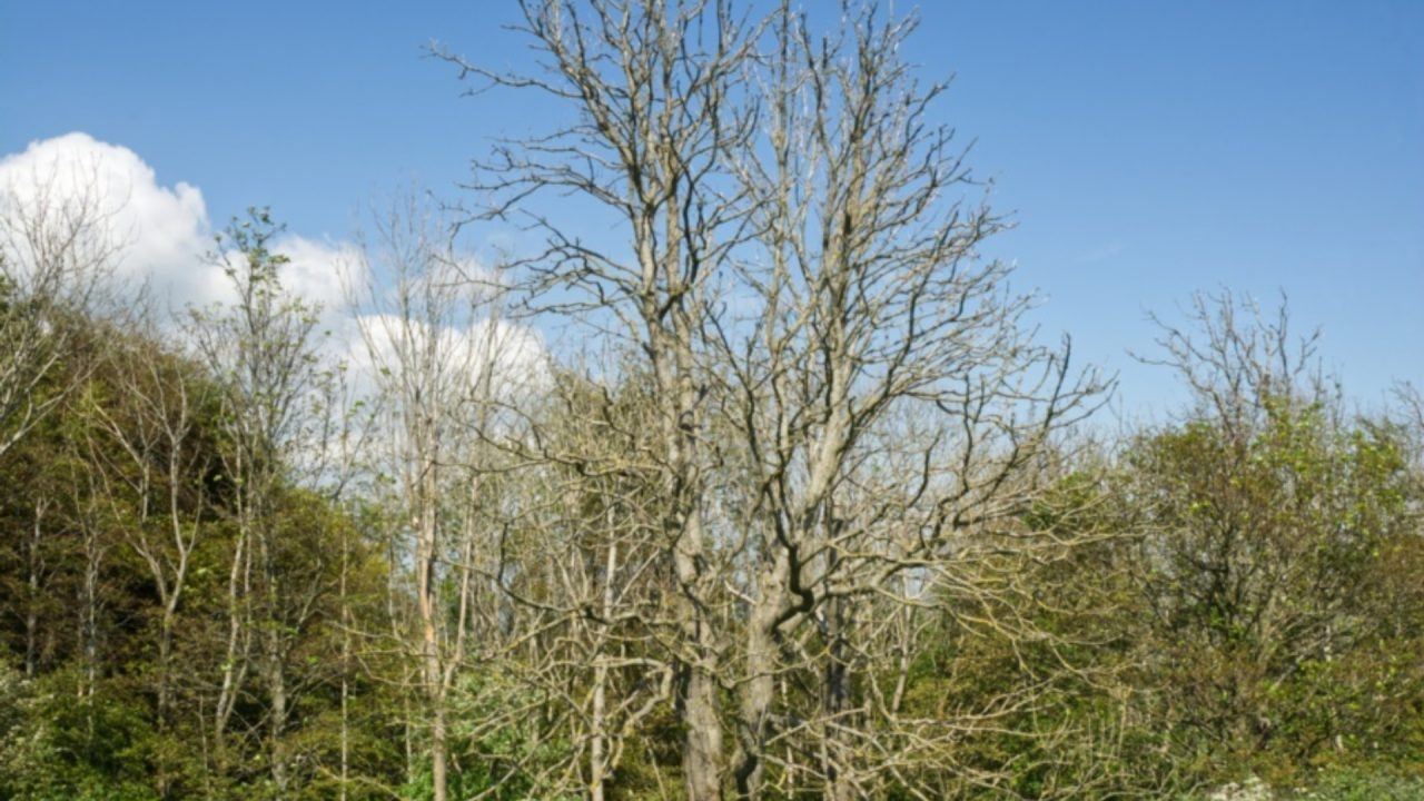Diseased ash trees in South Ayrshire schools dealt with as part of £7m safety programme