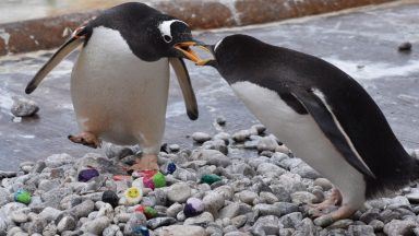 Children paint special pebbles to celebrate penguin breeding season at Edinburgh Zoo