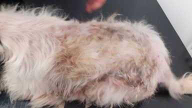 Greenock man fined and Lhasa Apso put down after being neglected with skin infection