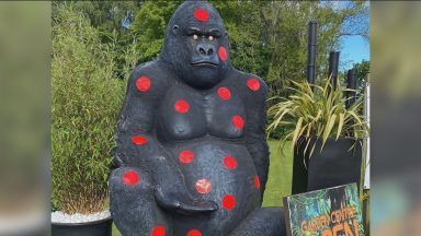 Eight-foot gorilla stolen from Carluke garden centre