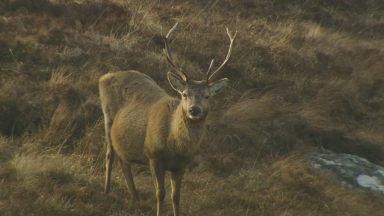 South Uist residents vote against mass red deer cull