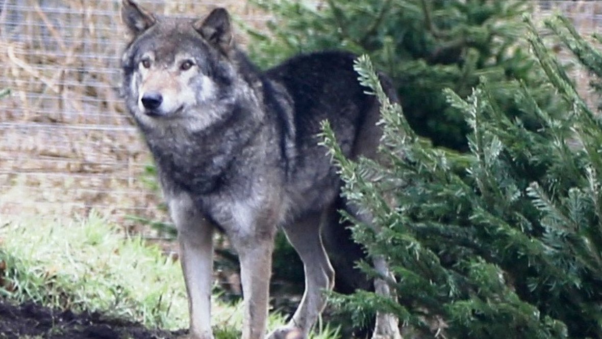 Pack of wolves euthanised at Camperdown wildlife centre following death of alpha