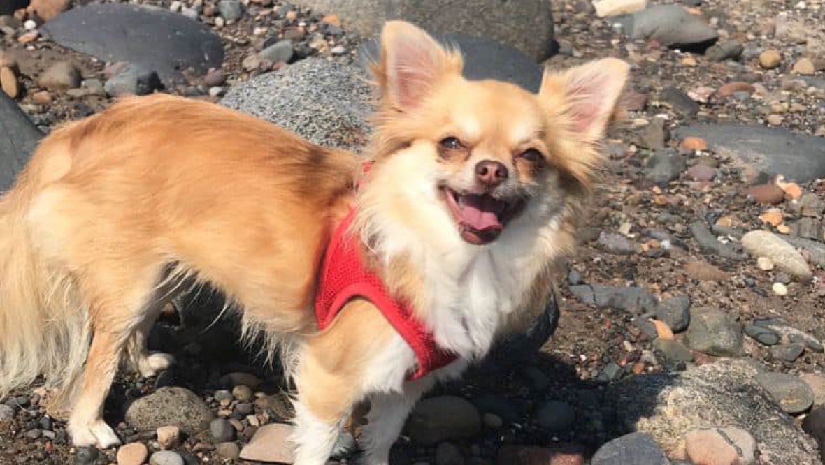 Dog owner’s plea after chihuahua mauled to death by greyhound on Croy beach, Ayrshire