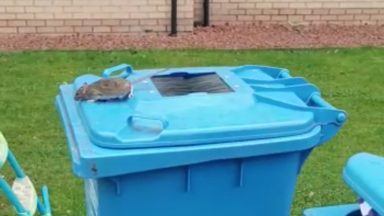 Glasgow bins face rat ‘infestation’ as workers consider downing tools over pests